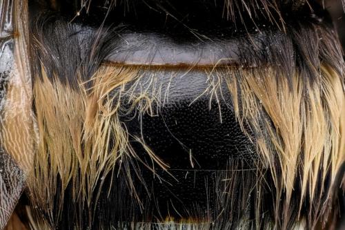 Bombus sp.